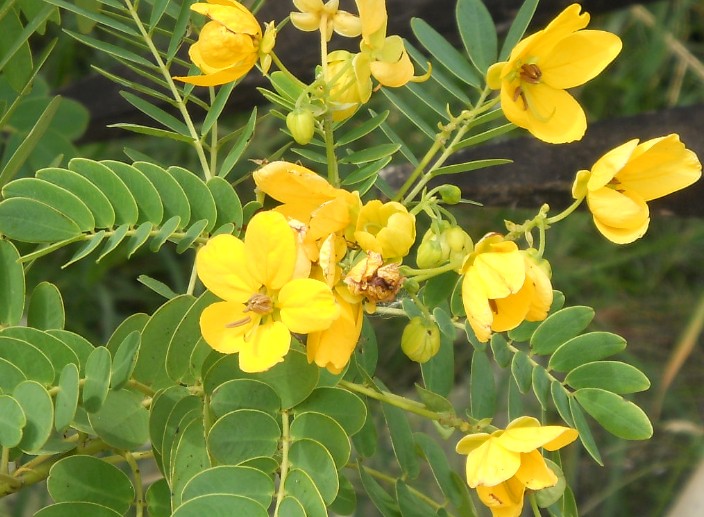 Cassia surattensis seed